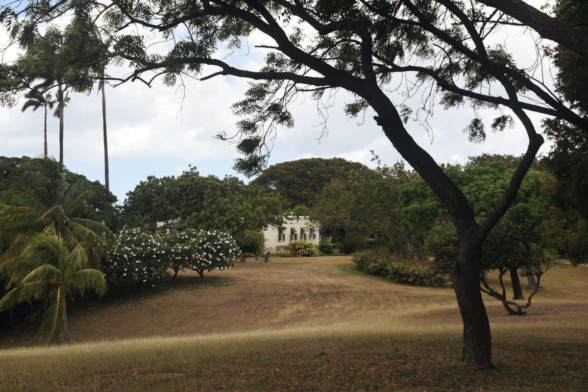 A scenic outdoor view of a white colonial-style building nestled among lush green trees and grassy grounds, framed by a large dark tree in the foreground.