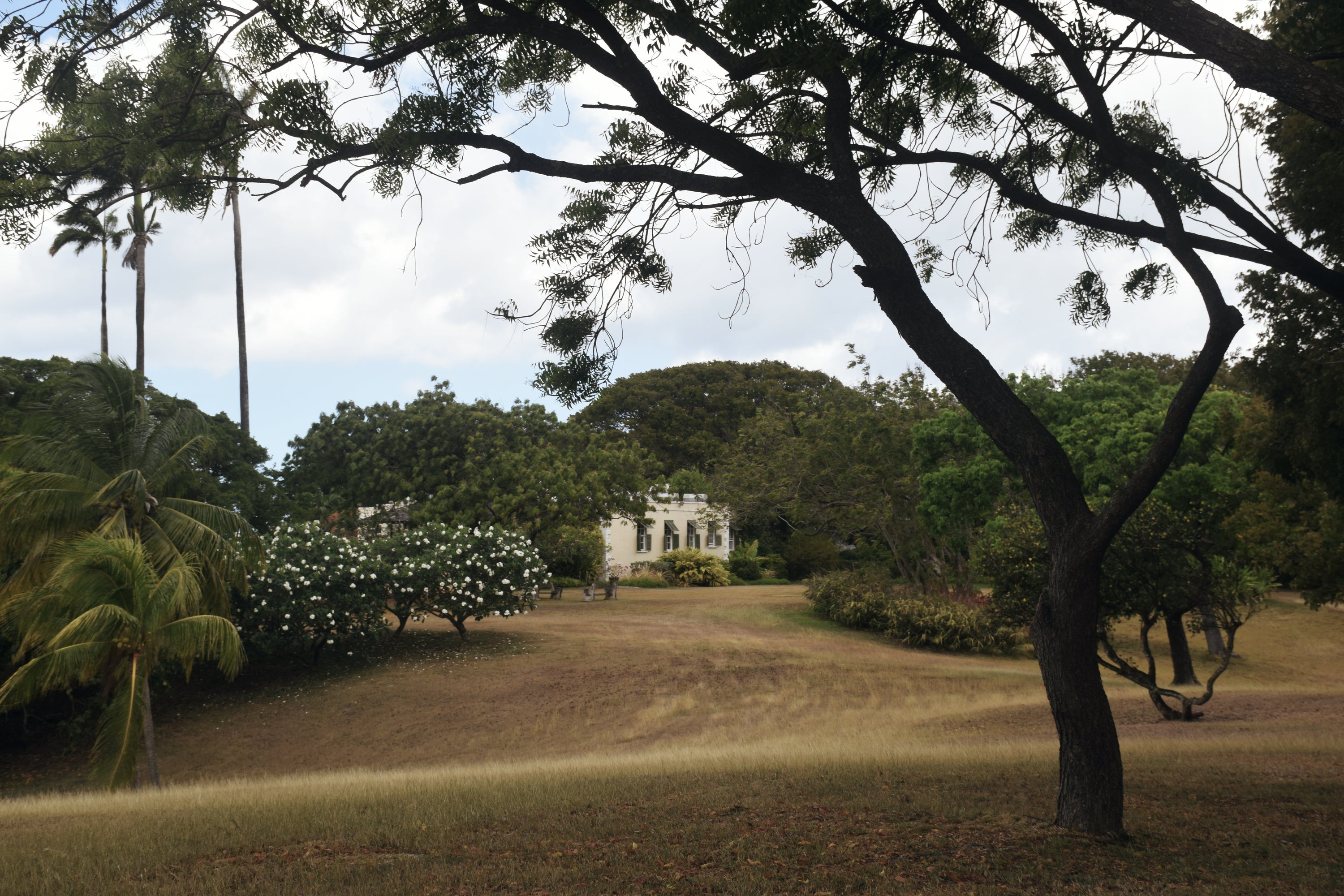 A scenic outdoor view of a white colonial-style building nestled among lush green trees and grassy grounds, framed by a large dark tree in the foreground.